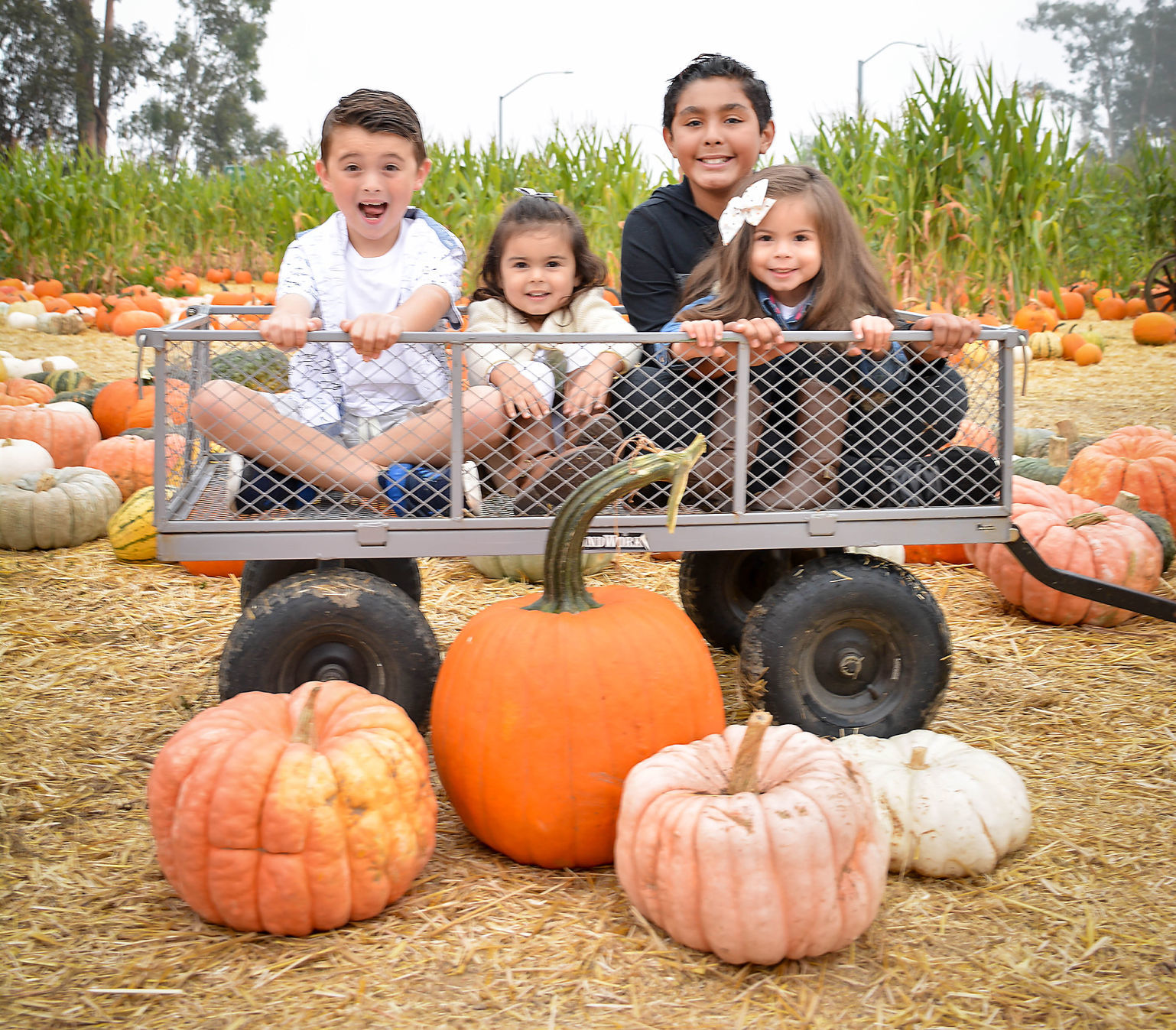 Pumpkin Patch